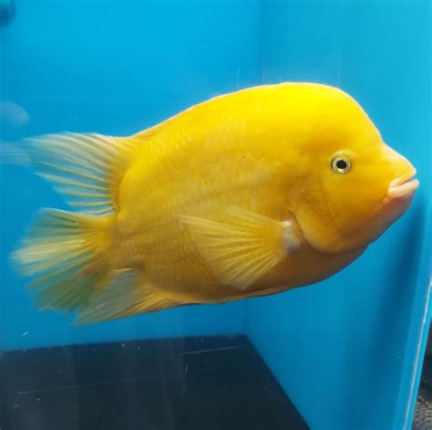 mammon fish|Live Yellow Parrot .